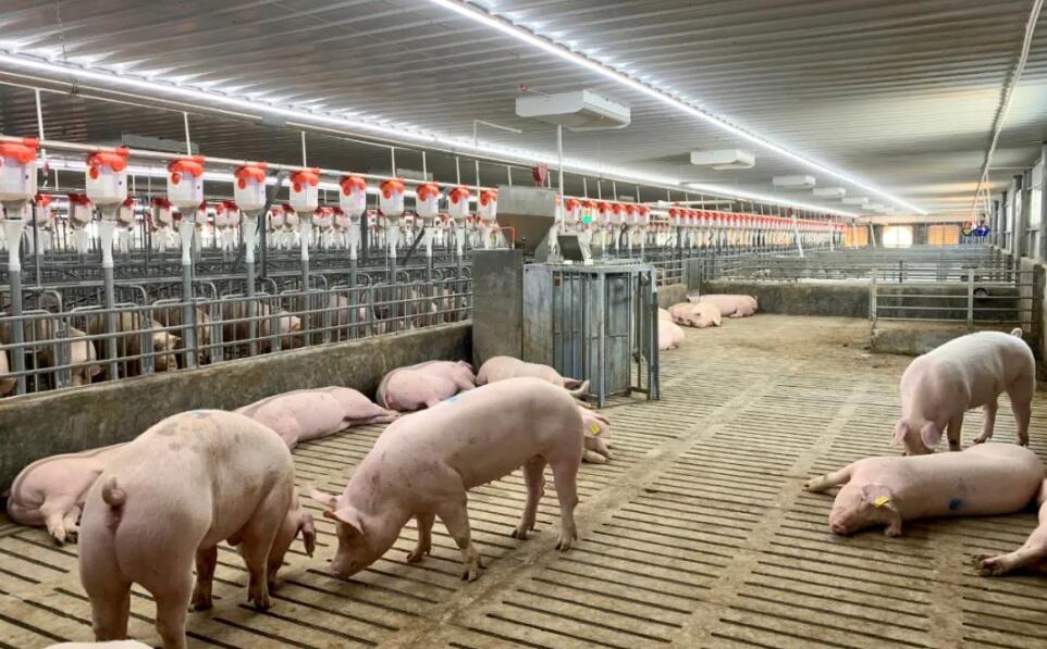 Applications of IoT Gateways in Pig Breeding