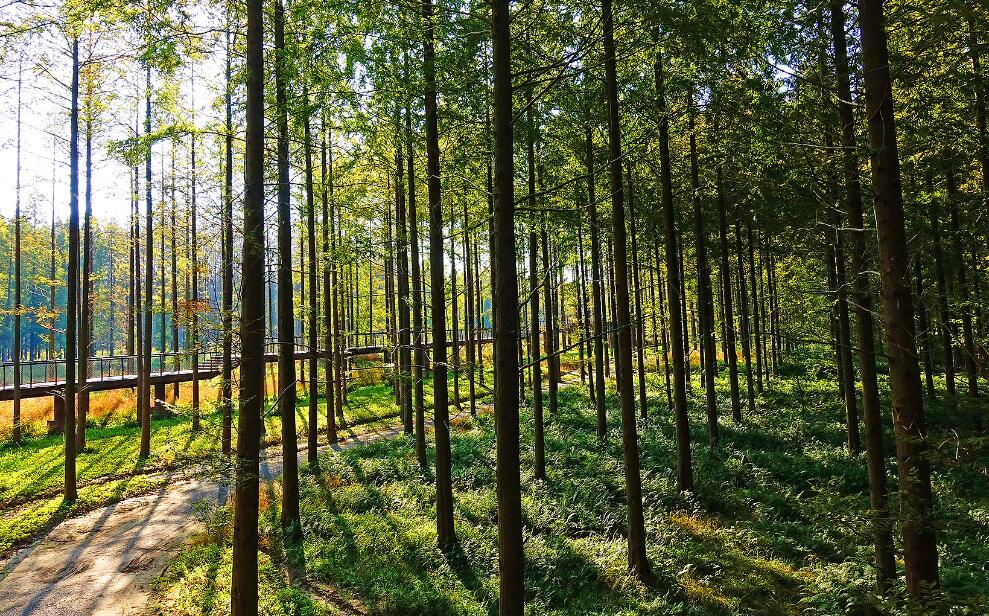 Il ruolo dei gateway IoT nella gestione delle aziende forestali