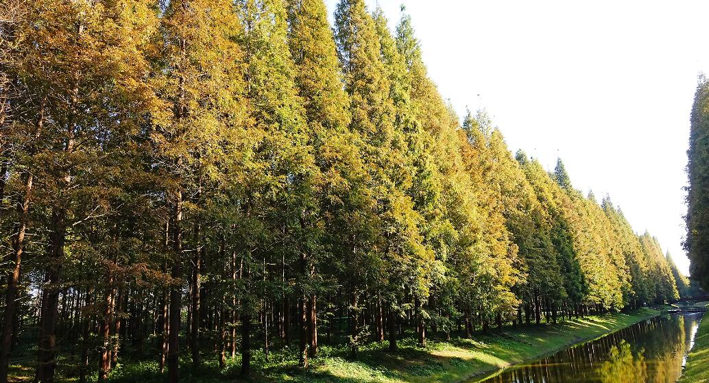 Le rôle des passerelles IdO dans la gestion des exploitations forestières