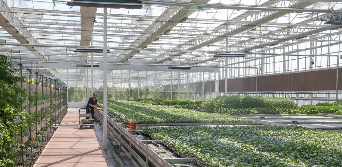 Edge Gateways: The Key to Healthy Crop Growth in Agricultural Greenhouses